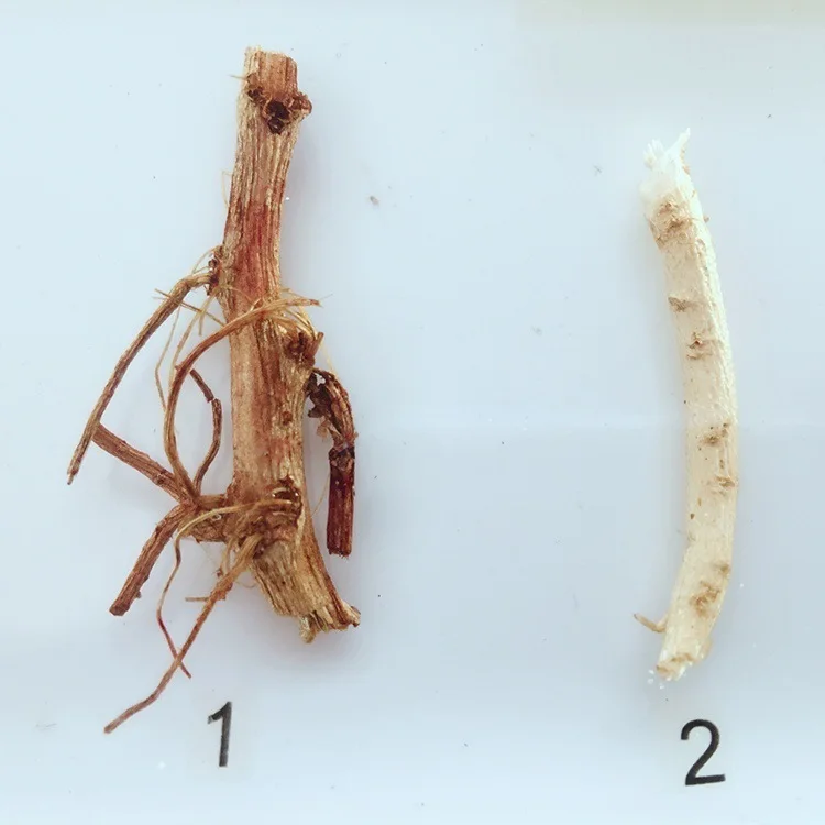 Три белых корня. Форма корня. Форма корневища