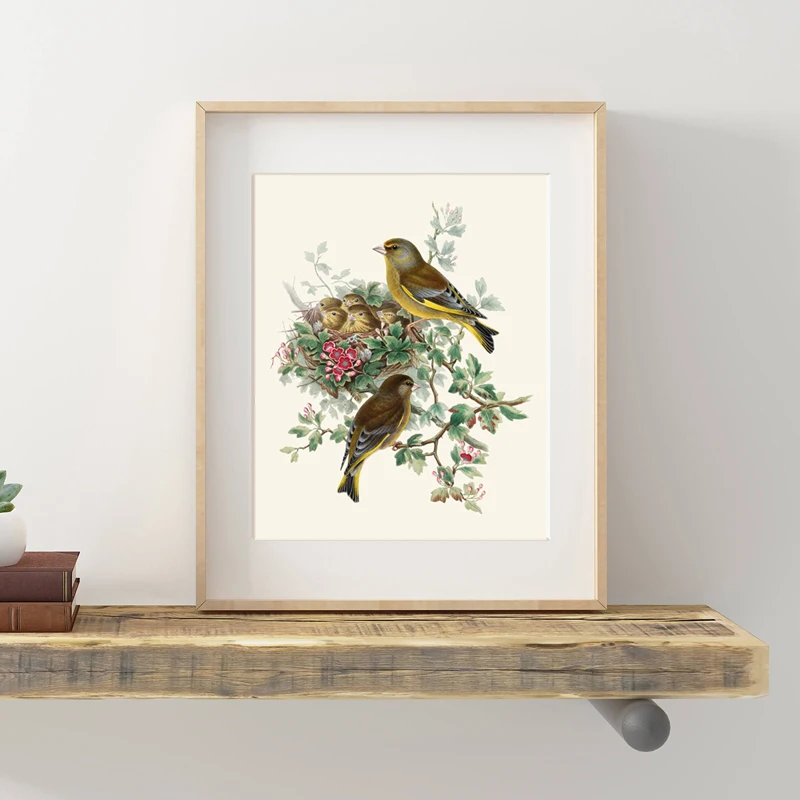 Bird-Botanical-Poster-Greenfinch-Bird-Antique-Illustration-Print-Nest-Natural-History-Wall-Art-Canvas-Painting-Living (2)