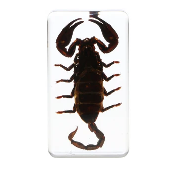 

Real Insect Specimen Black Scorpion in Clear Paperweight - B, 7.5 x 4 x 2 cm