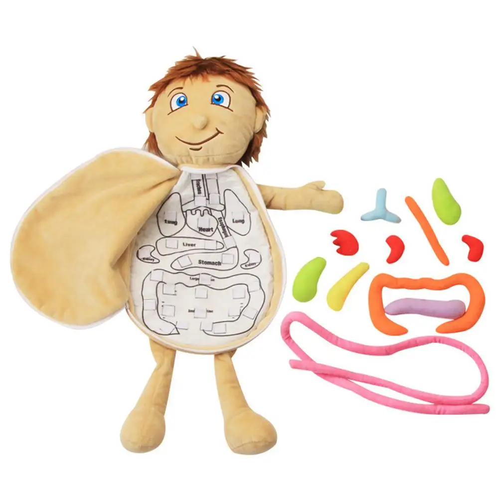 2021 New Model Anatomy Doll Human Torso Body Model Anatomy Anatomical Internal Organs For Teaching Educational Soft Toy Dropship 2