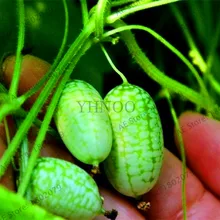 Новое поступление! 100 шт Редкие мини Арбузные огурцы овощи бонсай фрукты большой палец воды дыни растения вкус огурцы Pepquinos,# B