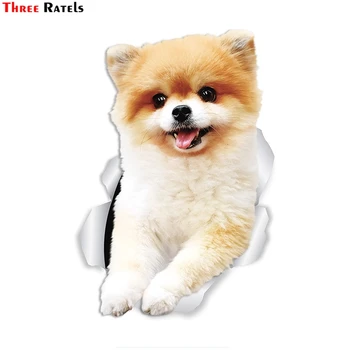 

Three Ratels FC58 Funny German Spitz Pomeranian Dog 3D Sticker Decal for Car Truck Windshield Wall Window Ipad Laptop Home