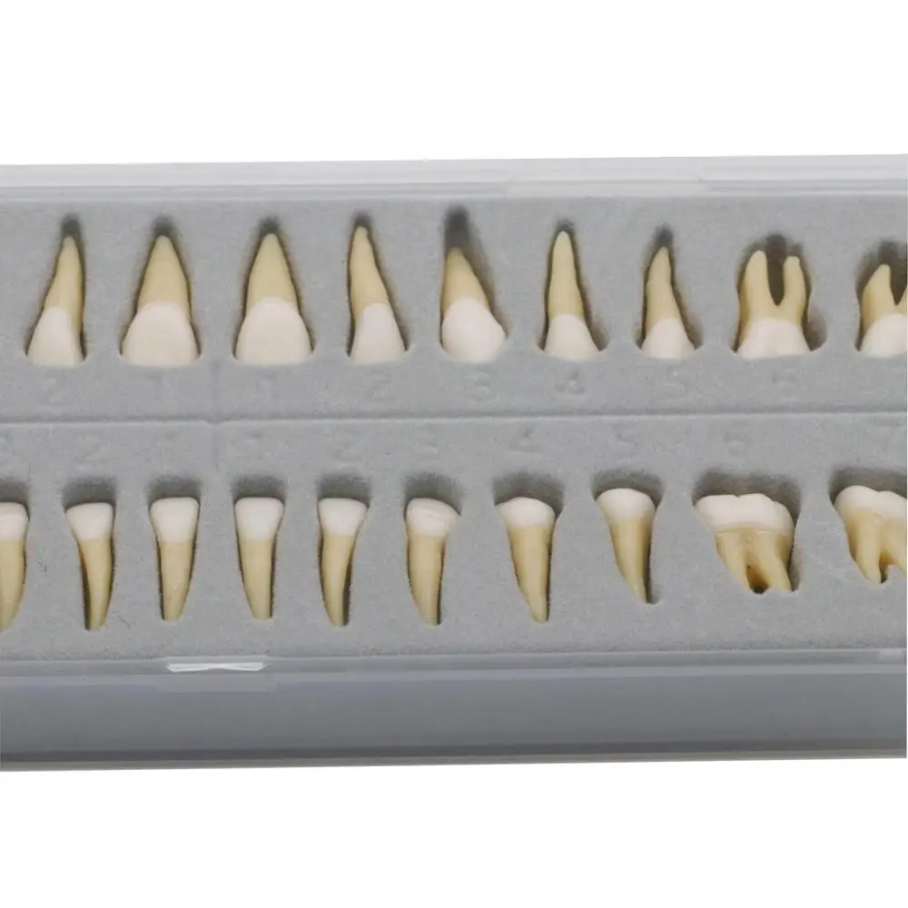 Kopen Tanden Model #7021 28 Stks set Dental Teach Studie 11 Permanente Demonstratie