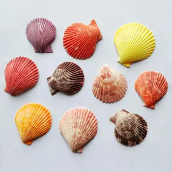 

100pcs per lot Natural conch shell colorful home decoration romantic fish tank vase accessories crafts