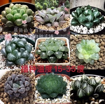 

100 pcs seeds Succulent Astrophy Lithops Haworthia Exotic Plants Unusual Succulent FREE SHIPPING