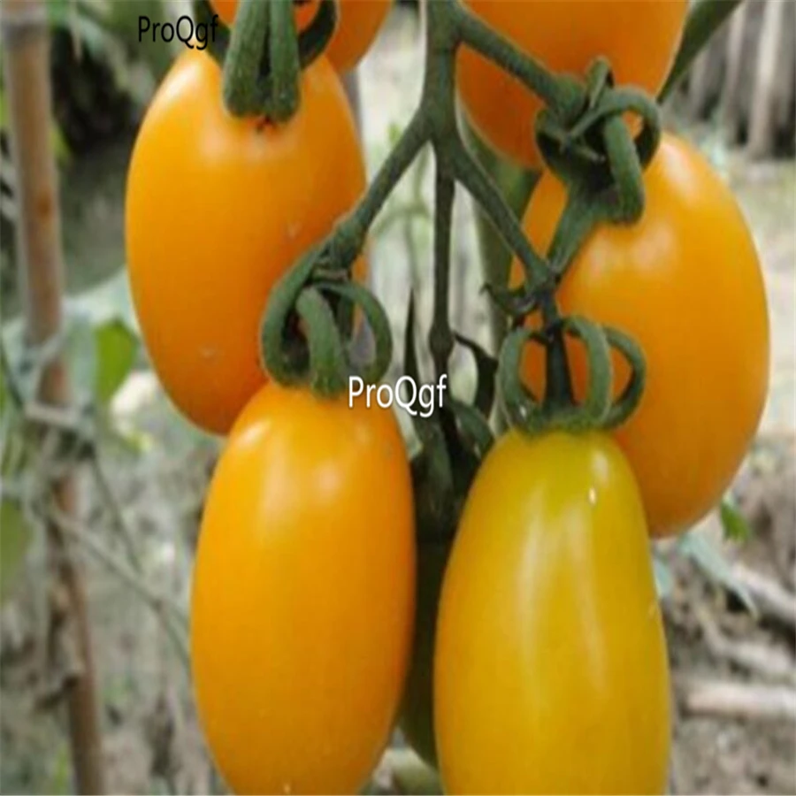 Ngryise 5000Pcs A Set Yellow Cherry Tomato Solanum lycopersicum
