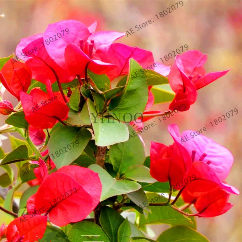 103pcs Bougainvillea Spectabilis Willd Bonsai Plant Garden Bougainvillea Plants Flower Plantas