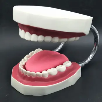 

Dental Brushing Model and Giant Tooth Teaching Study Brushing Tooth Model Tools G99C