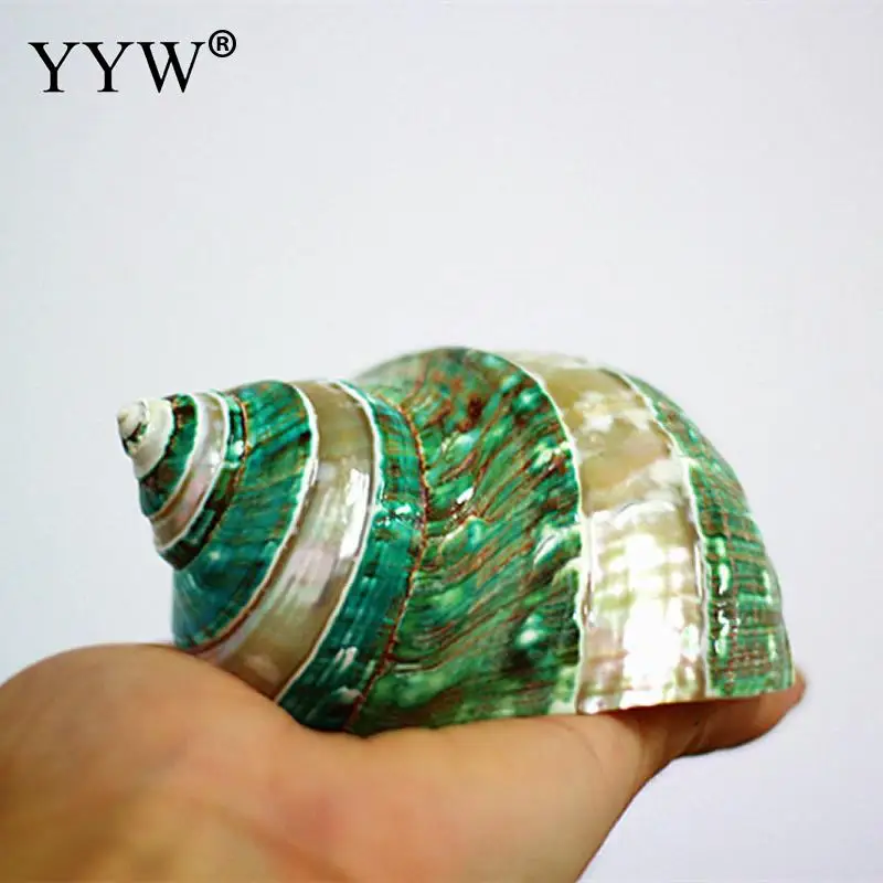 Green Sea Shells Statue Schelpen Conchas Marine Seabed Home Decor Coquillage Hogar Natural Decorative Seashells Decoration Gifts
