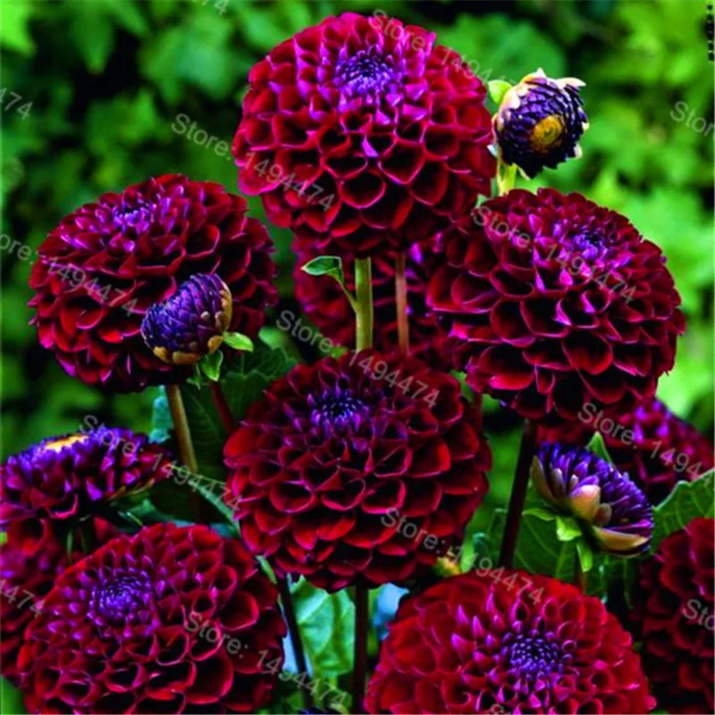 Редкий Dahlia бонсай, сладкий картофель Dahlia цветочное растение, красивые Многолетние цветы Dahlia pinnata flores для домашнего сада 100 план