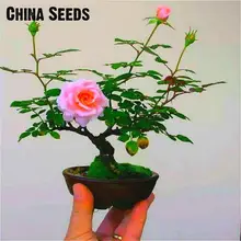 100 гранулы редкий Цветочный бонсай мини роза дерево бонсай растения Diy бонсай для дома сад горшки для балкона комнатные растения многолетний план