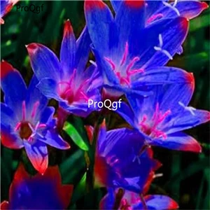Prodgf 10 шт набор амариллис белый лампочка - Color: 16