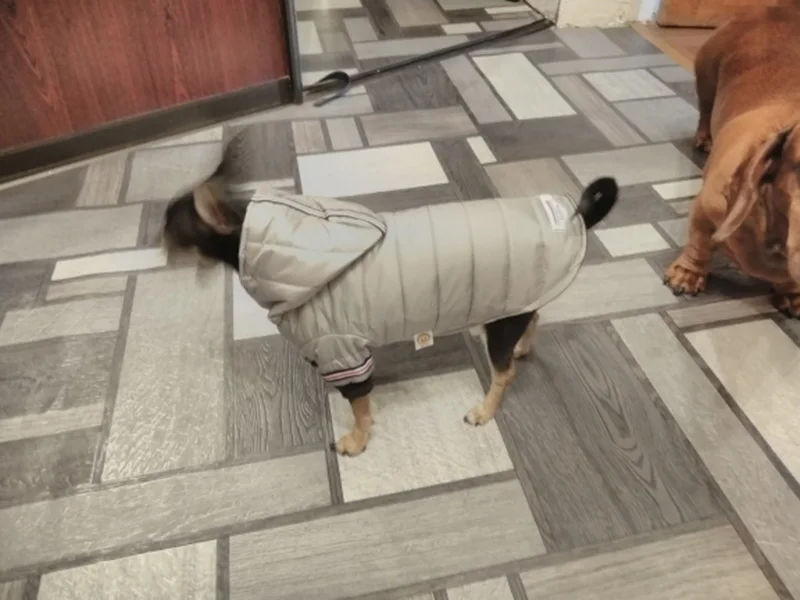 Одежда для собак, зимние теплые куртки для собак, щенков, чихуахуа, одежда с капюшоном для маленьких и средних собак, щенок йоркширского терьера, наряд XS-XL