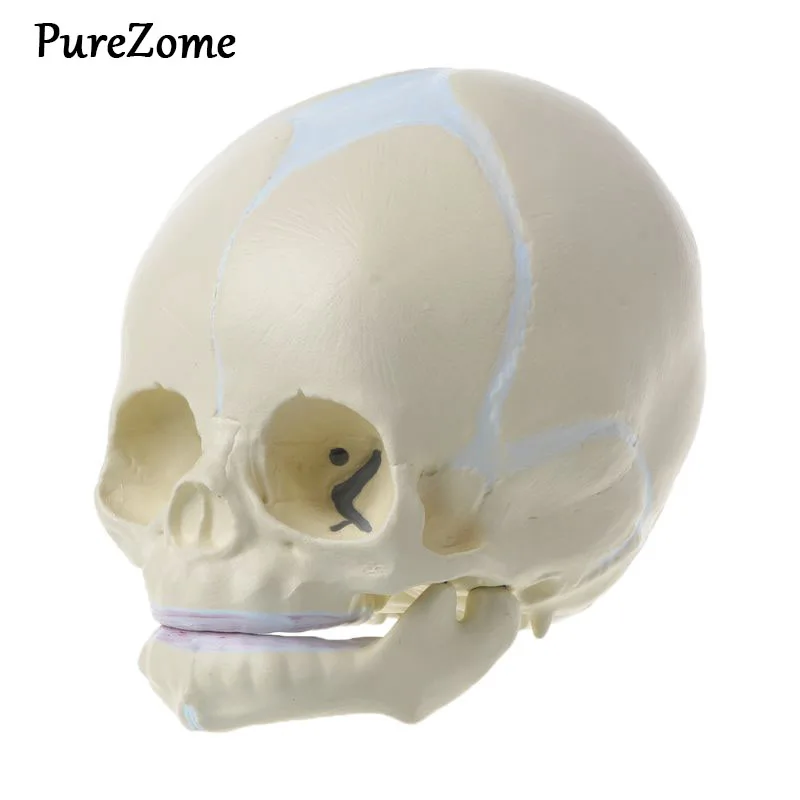 

1: 1 Human Fetal Baby Infant Medical Skull Anatomical Skeleton Model Teaching Supplies for Medical Science
