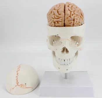 

1:1 brain anatomical model digital coding number cervical spine skleotn model with skull model