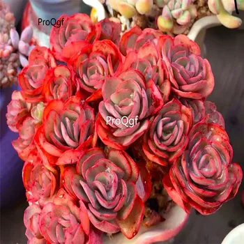

Ngryise 2Pcs A Set xiuyan cluster of Succulent Cuttings