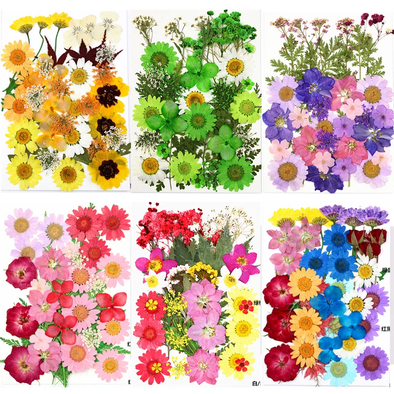 protest specificatie behang Pressed Flowers small Dried Flowers Scrapbooking dry DIY Preserved Flower  Decoration Home Mini bloemen flores secas|Artificial & Dried Flowers| -  AliExpress
