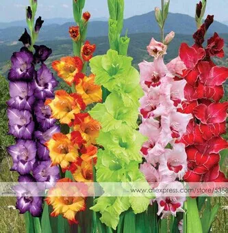 200 шт Gladiolus бонсай, Gladiolus цветник, 95% Проращивание, сделай сам Аэробные горшечные растения, редкий меч Лилия Флорес - Цвет: 6