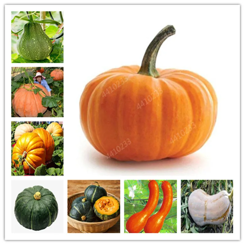 

10 Pcs Sweet pumpkin Bonsai Organic Heirloom Squash Winter Butternut Bonsai, Rare Vegetables Bonsai for home garden