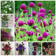 100 шт микс Gomphrenae Globosa бонсай цветок глобус Амарант, Сад Открытый Цветочные садовые горшки, посадка простая, легко выращивать
