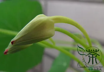 

Garden Nasturtium Tropaeolum Majus Monks Cress Han-Jinlian