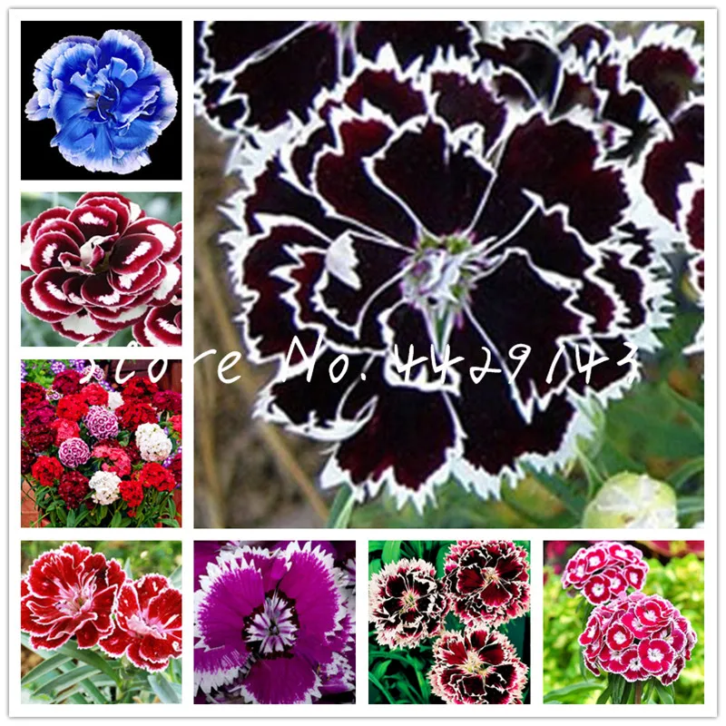 

100 Pcs Carnation