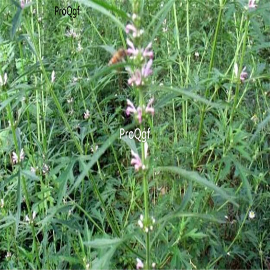 Ngryise 3000 шт набор натуральный Motherwort Leonurus artemicia