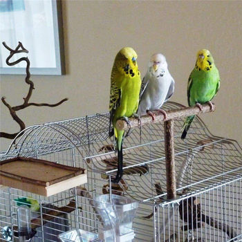 Stainless Steel Mirror Bird Cage Wooded Standing Rod Pet Parrots Perch Toy Birdcage Accessories Bird Cage Stand Supplies