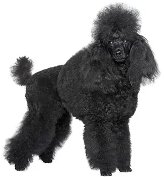 

Dinghy Tuzik overalls Poodle dwarf warm bitch