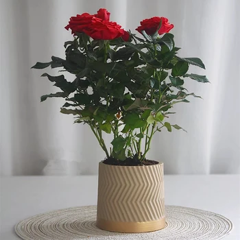 

3 Colors Cement Flower Pot Vase Flower Pot Vase Thicken Flowerpot With Water Drain Hole For Home Garden Decoration