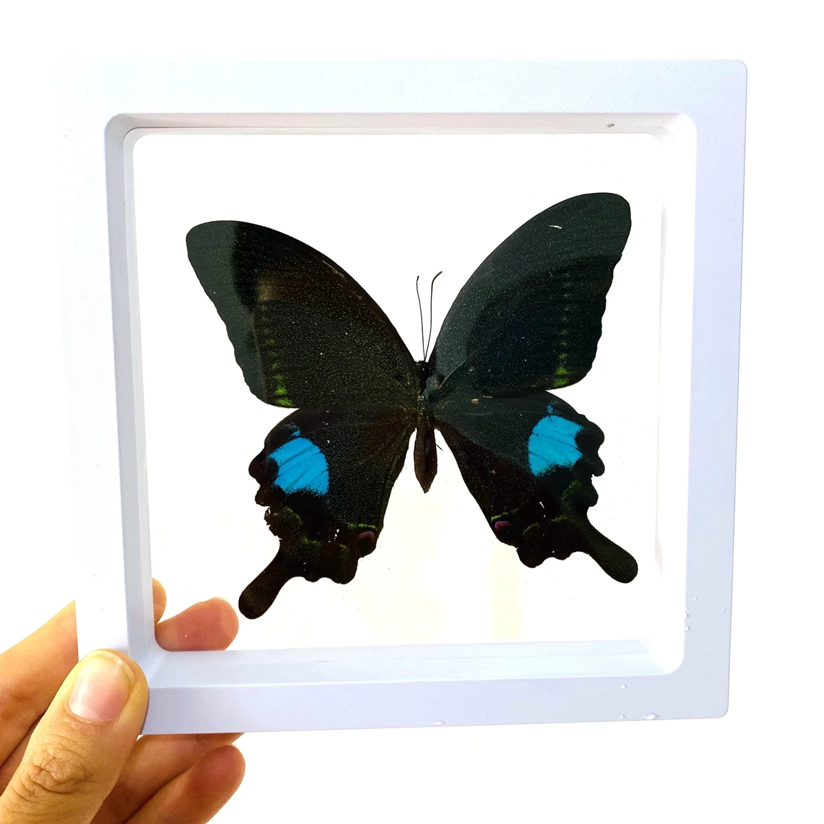 Big Real Butterfly Specimen Holiday Gift Modern Simple Creative Desktop Decoration Picture Frame Specimen Birthday Gift Home Dec