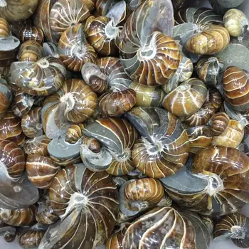 

Natural parrot snail fossils perfect jade Goods Of Furniture For Display For Use Ammonites Snail Horn Snail Fossil