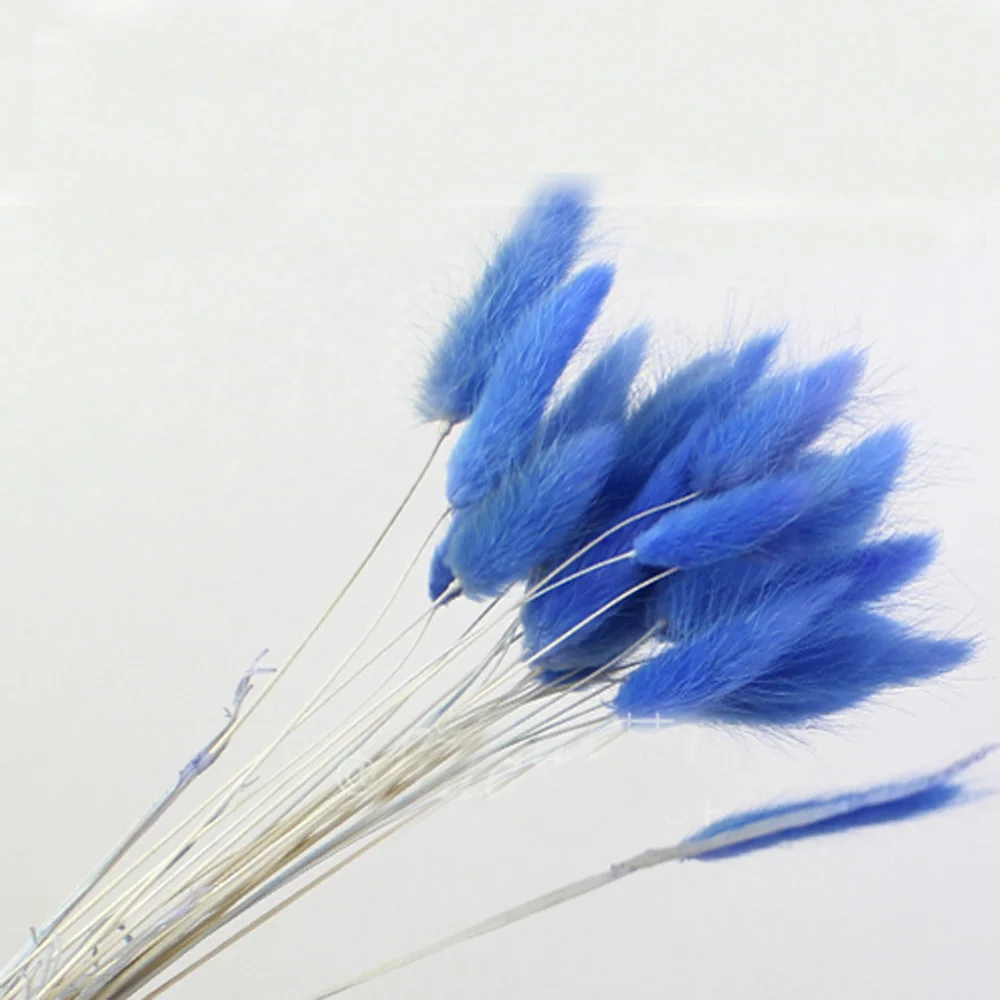 50pcs blue color 50 шт. сушеные натуральные Цветочные букеты сырой цвет lagunus ovatus букеты& Uraria picta& raw цвет кроличий хвост трава букеты грозди - Цвет: 50pcs blue color
