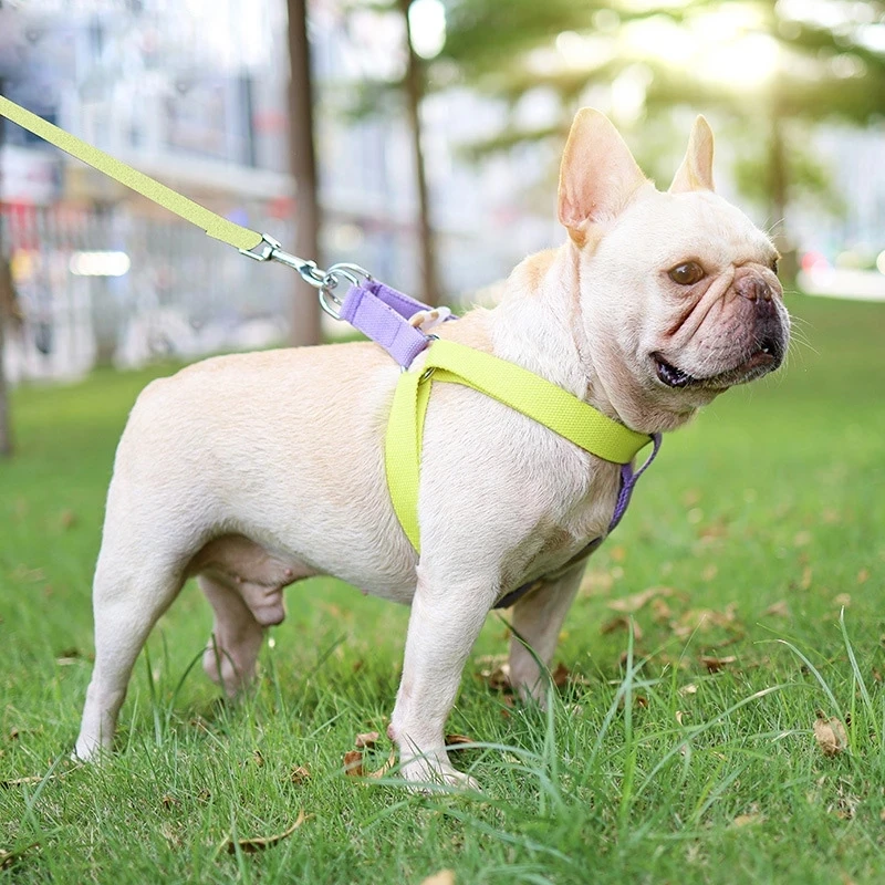 Harnais Bouledogue français : anti-étouffement !