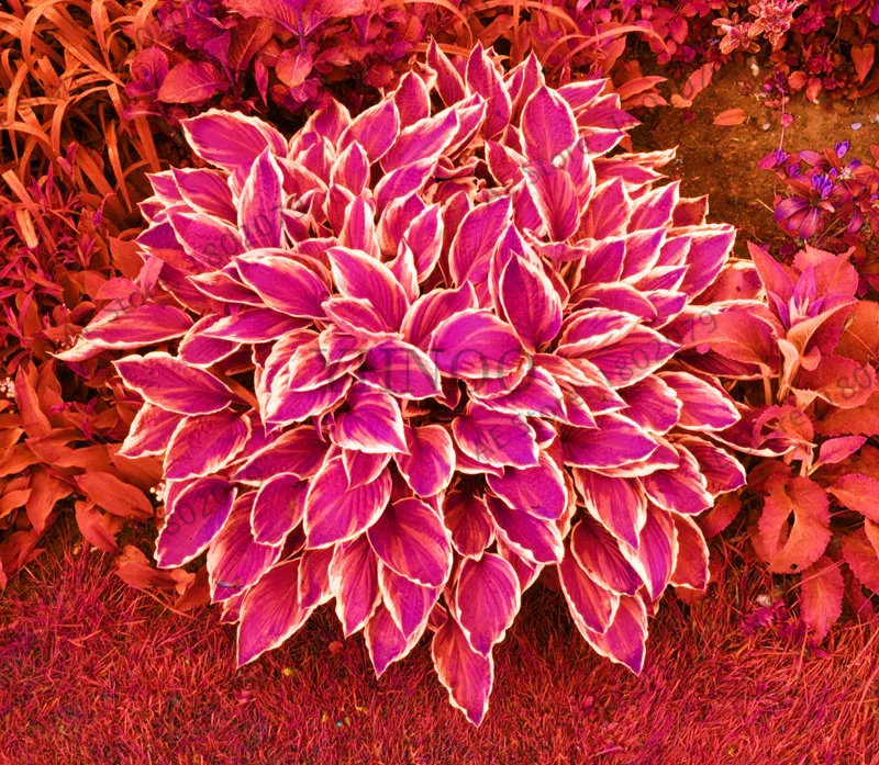 Новинка! 100 шт Hosta flores ароматный подорожник Лилия бонсай многолетние Цветочные плантации для дома и сада покрытие земли драгоценные hos - Цвет: 3