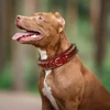 2'' Width Leather Dog Collar Durable For Big Dogs Sharp Spikes Studded Medium Large Dogs Pet Collars For Pitbull German Shepherd 5