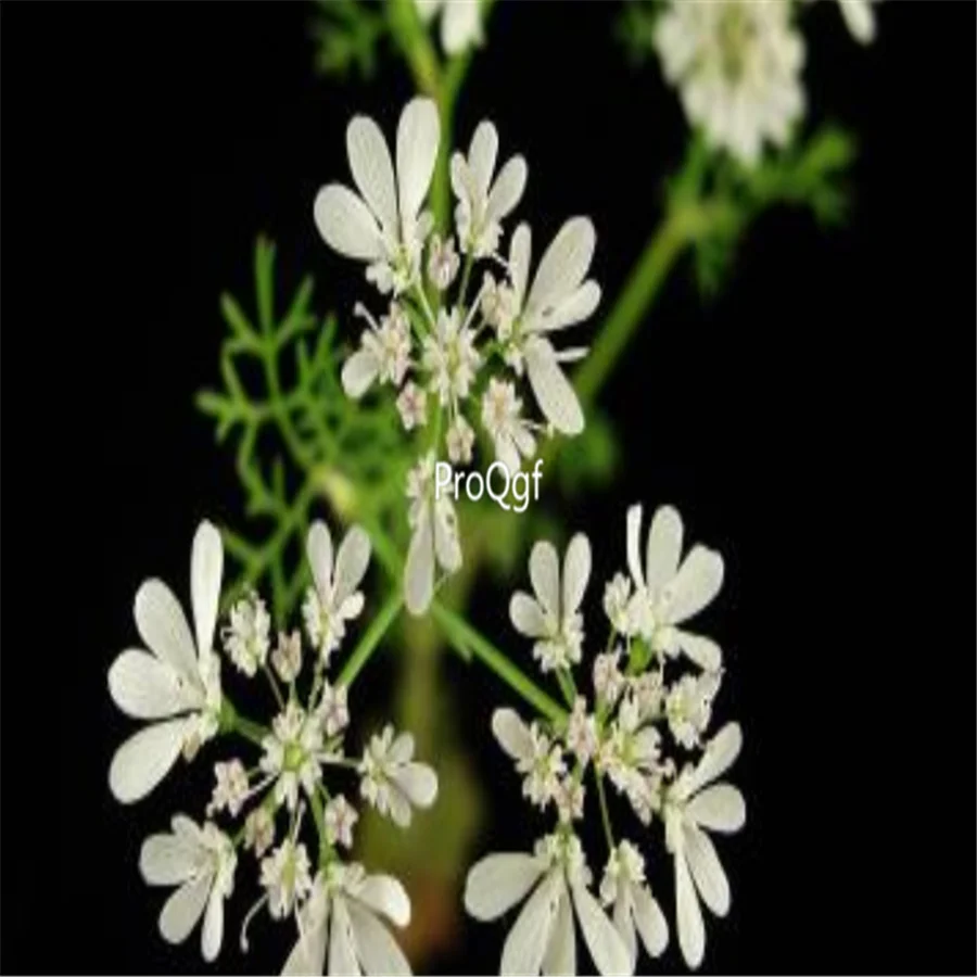 Ngryise 8000 шт набор Coriandrum sativum