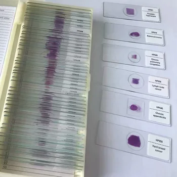 

50pcs Histology Human Tissue Slides for prepared microscope slides