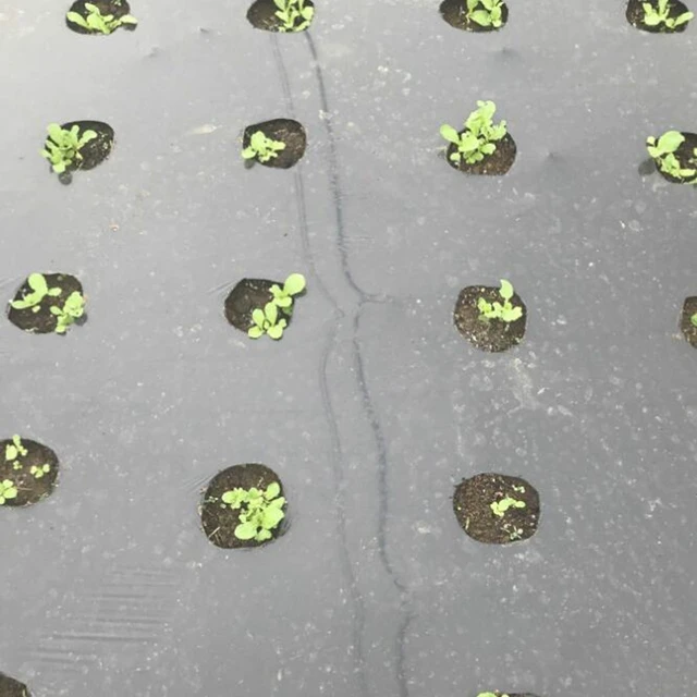 10M Fekete 5 Lyukú Talajtakaró Pe Plastic Mulch 0,02 Mm Mezőgazdasági Növények Cover Film Frost Protection Tartson Meleg Gyomvezérlés - Image 4