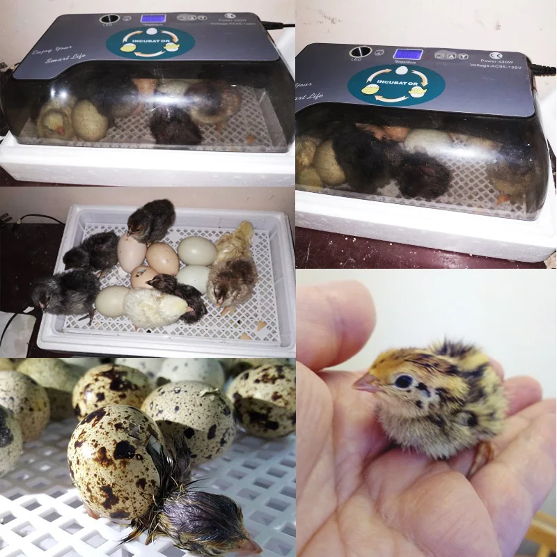 Newest Farm Hatchery Incubator Brooder Machine 4-35 Egg Hatchers Cheap Price Chicken Automatic Eggs