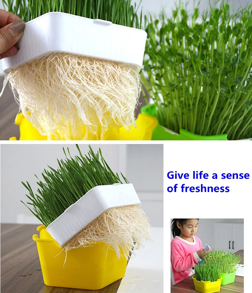 Pentagonal Plastic Sprout Planting Pot Box Bean Pea Sprouter Seedling Tray Wheat Grass Cat Grass Nursery Growing Germination Kit