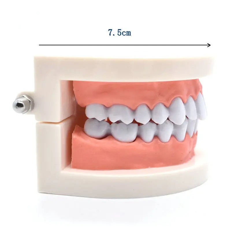 1pcs Dental Teeth Model Dentist student Model for Teaching Dentistry Material Dentist Instrument Tools Dental Lab Model