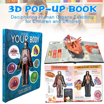 

Anatomy of The Human Body in English Popular Science Book 3D Picture Book Early Education Book for Kid VJ-Drop