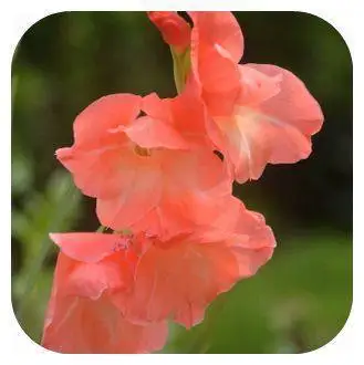 100 шт./пакет, Gladiolus, Gladiolus Цветочный бонсай, Gladiolus flores красивые садовые растения - Цвет: 8