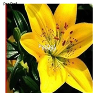 2 Ngryise набор из 20 предметов Lilium brownii Lily - Цвет: 2