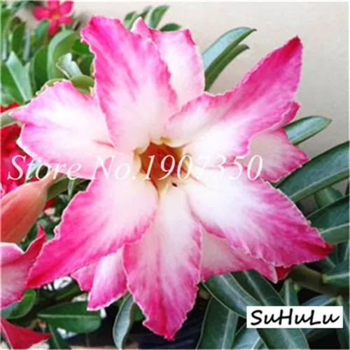 5 шт.,, настоящая пустынная Роза, экзотические растения Adenium Obesum, цветы, бонсай, растения для очистки воздуха, для дома, сада, цветы в горшках