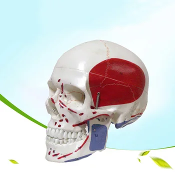 

Life Size Colored head model, the natural human,skull, adult head, the anatomy of the Medical supplies