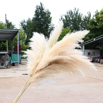 

80CM Natural Reed Dried Flower Big Pampas Grass Bouquet Wedding Flower Ceremony Decoration Modern Home Decoration