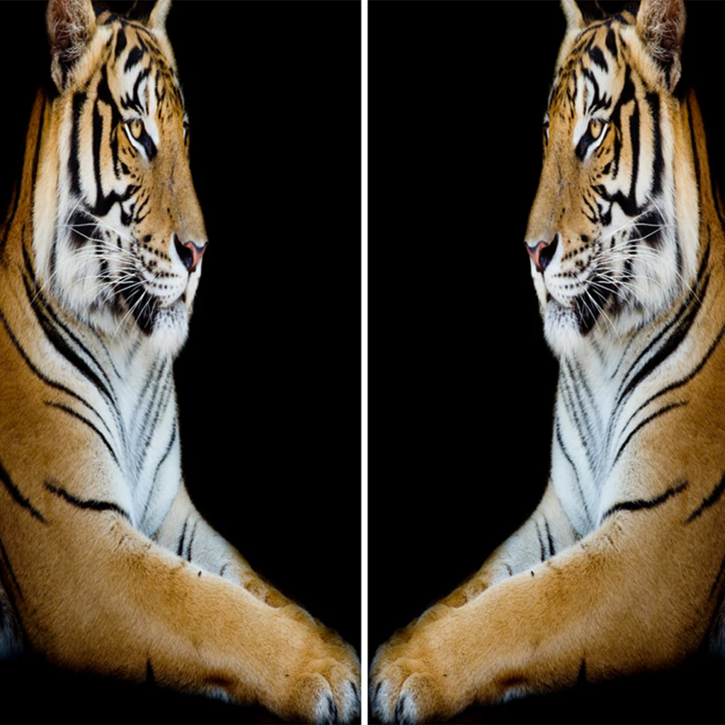 Yellow Tiger 3D печать животных шторы для окон балдахин для гостиной, 59x6", 2 панели/комплект с крючками для штор и бесшумным кольцом для штор - Цвет: Yellow Tiger