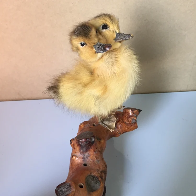 Taxidermy утка двуглавый желтый утенок oddity подарок,# a4